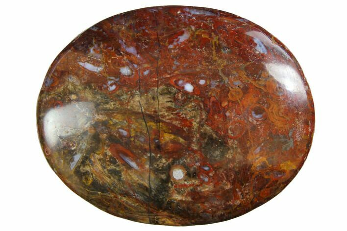 Colorful, Polished Petrified Palm Root - Indonesia #150281